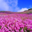 황매산장대 이미지