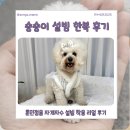 현대 강아지＆고양이 | 이누네코2025 강아지 반려견옷 한복 설빔 후기 댕냥이 펫패션