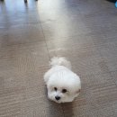 똥꼬 발랄 펫샵 이미지