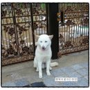 아름다운 개 이미지