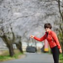 송광사&벚꽃길 이미지