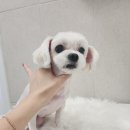 화려하개 이미지