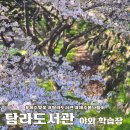 노형동 탐라도서관 주차장 내 | 제주 벚꽃 탐라도서관 야외학습장 제주 벚꽃 사진 봄나들이