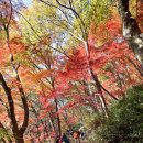 [명산순례] 11월 2일(토)~3일(일) 토요무박 - 백암산[백양사] : 꿈꾸듯 아름다운 단풍 명소 이미지