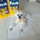 쿨한 강아지 | 컴팩트하고 탈취력 좋은 강아지 배변패드 추천 : 쉬즈곤 프레시패드 후기