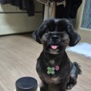 댕댕이연구소 이미지