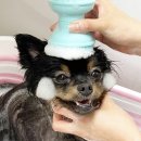 그루밍펫 이미지