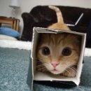 (주)모티브플럭스인터렉티브 | 고양이 키보드, 무엇이길래 이렇게 인기일까?