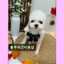 룰루 애견샵 이미지