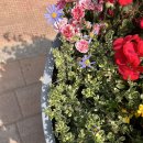 영등포구 문래동주민센터 문화교실 | 문래동 꽃밭정원 , 뇌피셜 "서울 도심 속 가장 아름다운 정원"