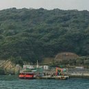 까멜리아 이미지