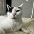 청량리 슬기 동물병원 | 블챌 5주차 - 청량리 슬기 동물병원 강추!