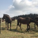 한창목장 이미지