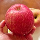 평천길 | 진짜 맛있는 문경 사과 맛집 개음동과수원 내돈내산 후기