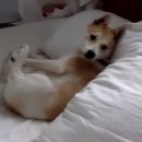 연기동물병원 이미지