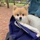 호두데이 이미지