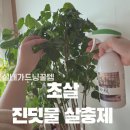 하나농자재 | 녹보수 진딧물 제거 식물 살충제 초살 식물벌레 퇴치 후기