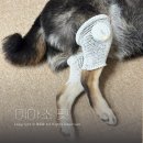 웰스케어 이아소펫 강아지관절관리 홈케어 후기