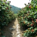 창우농장 이미지