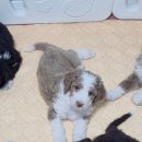 스탠푸켄넬 네이버블로그