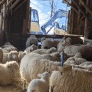 노선목장 이미지