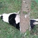 매정목장 이미지