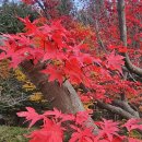 2025년 11월 9일 경기도 수원시의 명산 광교산을 산행함 이미지