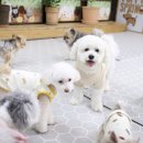 퍼피 켄넬 | 일산 반려견유치원 강아지유치원 퍼피스프링 일산점, 퍼피스프링 오늘도 등원 완료