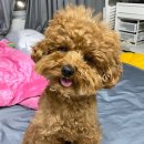 이뮤노팜 이미지