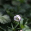 들꽃세상 이미지