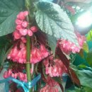 베고니아 이미지