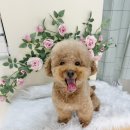 경북 구미 강아지미용실 멍뜰리에, 첫째 아들 곰돌이컷 후기