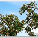 청도감마을 이미지