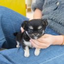 하나애견샵 이미지