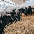 장씨농장 이미지