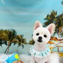 코지펫살롱 이미지