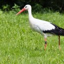 원곡1로1R 이미지