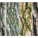 소나무풍경 이미지