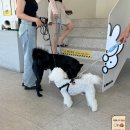 흑진주목장 | 거제 미피카페 애견동반가능한 대형카페 주차 메뉴 굿즈 내돈내산 솔직후기