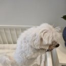 The 사랑할 개 이미지