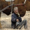 워낭소리 이미지