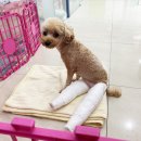 마이펫동물의료센터 이미지