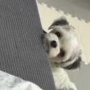 홈즈펫타운 이미지