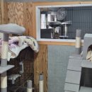 별빛멍냥 이미지