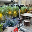 라라와 케이 이미지