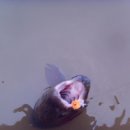 호저낚시터 이미지