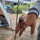 학암포자동차야영장 이미지