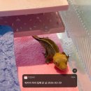 원길로 | 인천파충류샵 입문자 방문 강추 인천 게코 분양 도마뱀 분양 후기