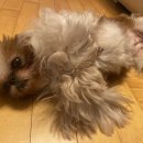 살롱드삐삐 이미지