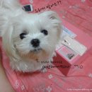 러블리 몽몽 | [러블리몽몽] 솔트스파 &amp; 오가닉허브밤 사용후기^^